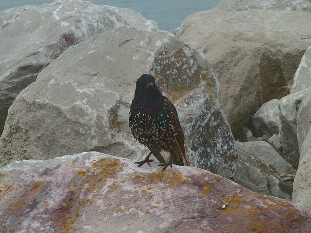 Click now to see this image full size.