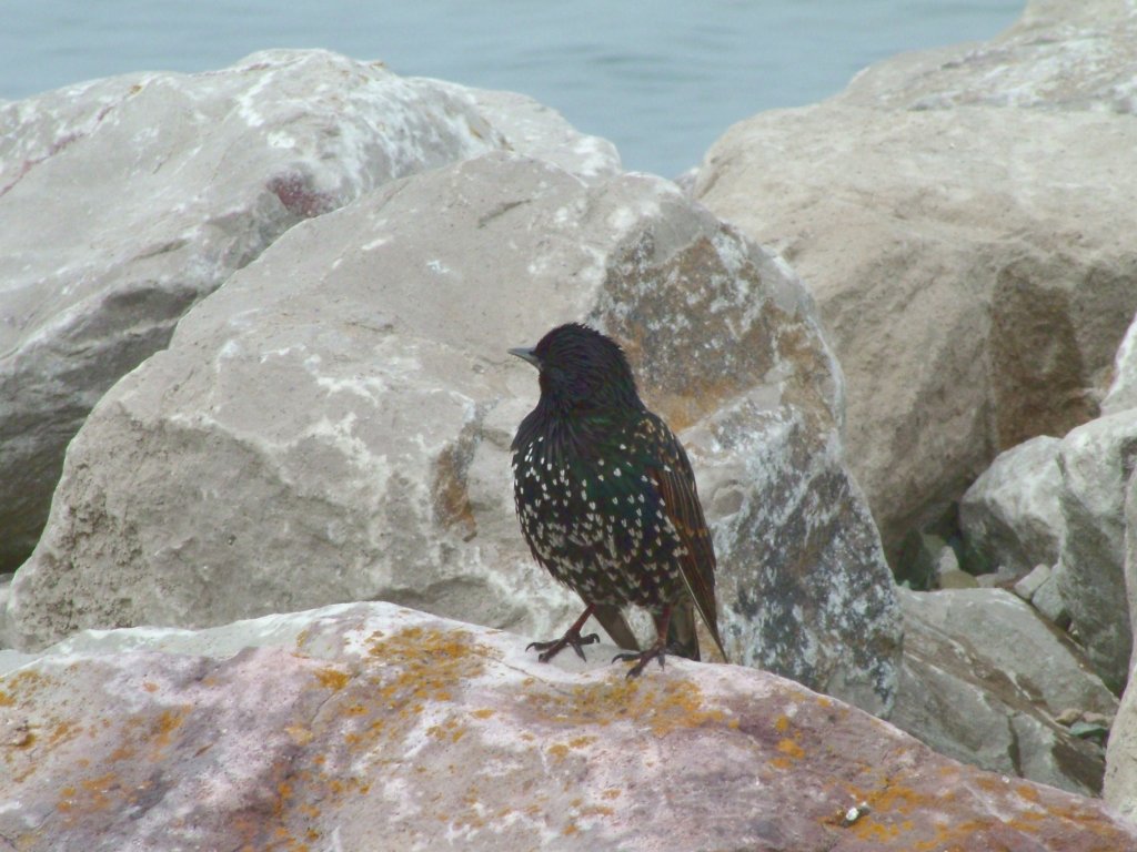 Click now to see this image full size.