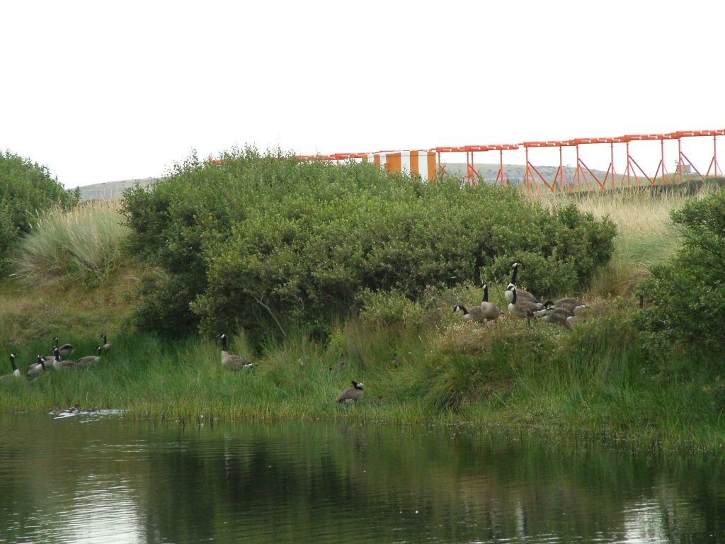 Click now to see this image full size.