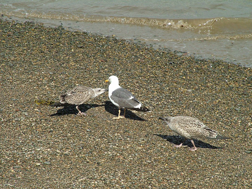 Click now to see this image full size.