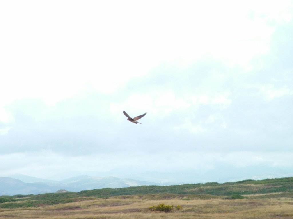 Click now to see this image full size.