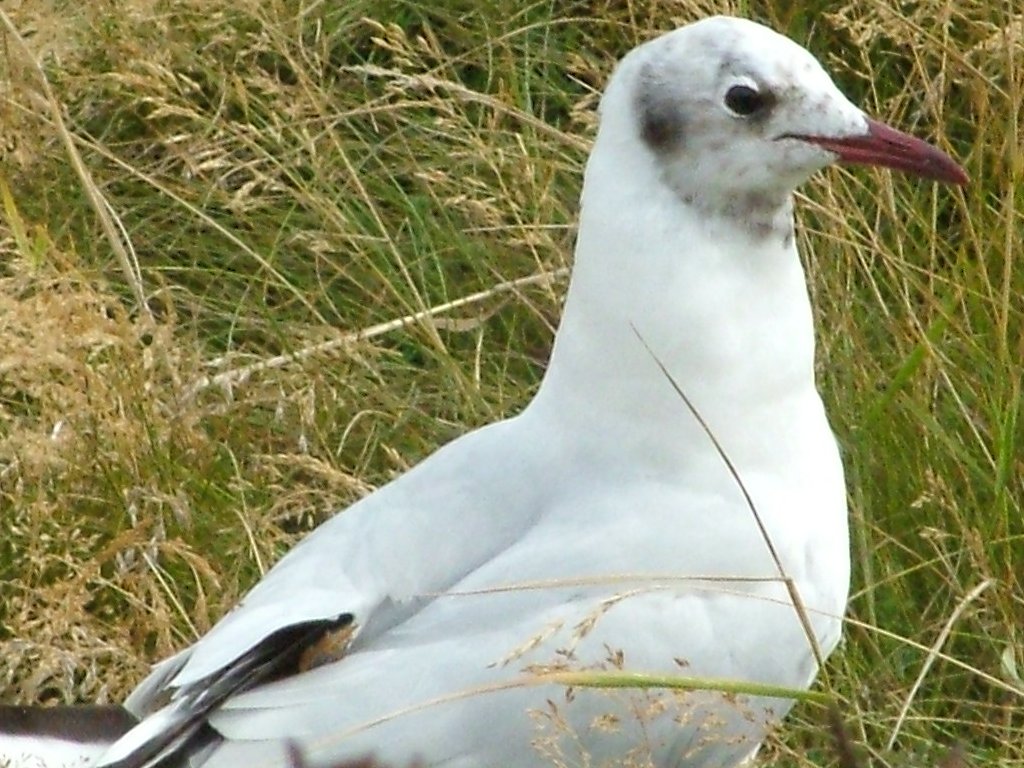 Click now to see this image full size.