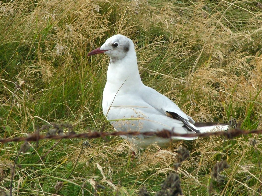 Click now to see this image full size.