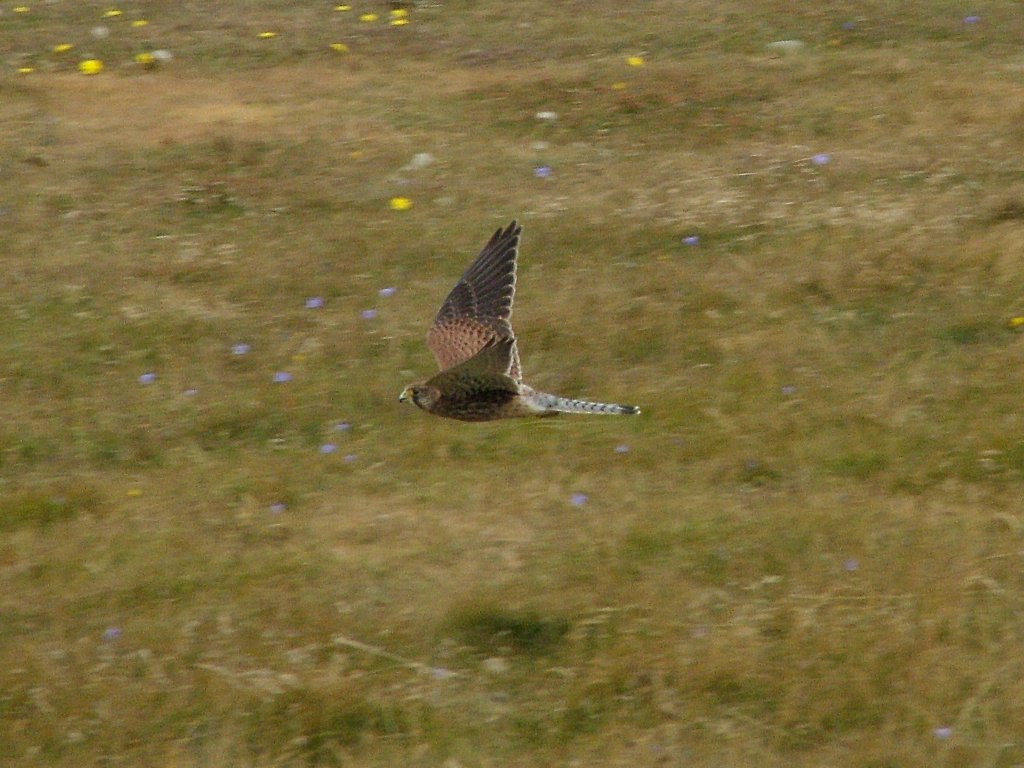 Click now to see this image full size.