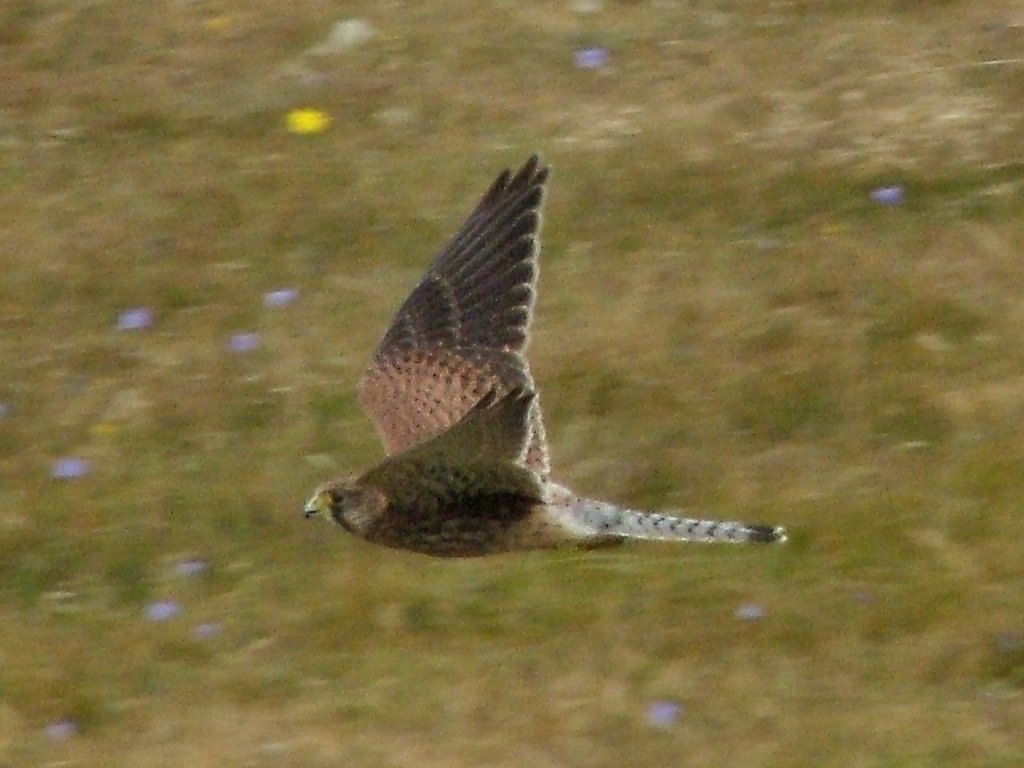 Click now to see this image full size.