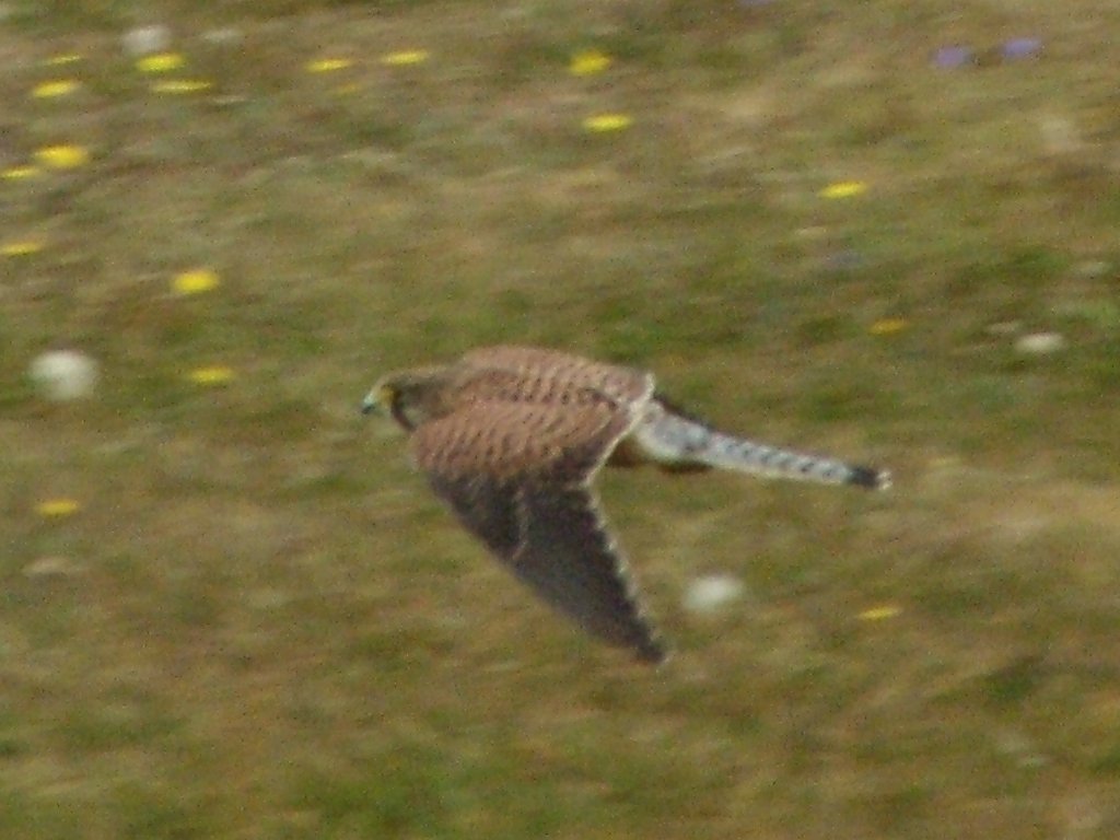 Click now to see this image full size.