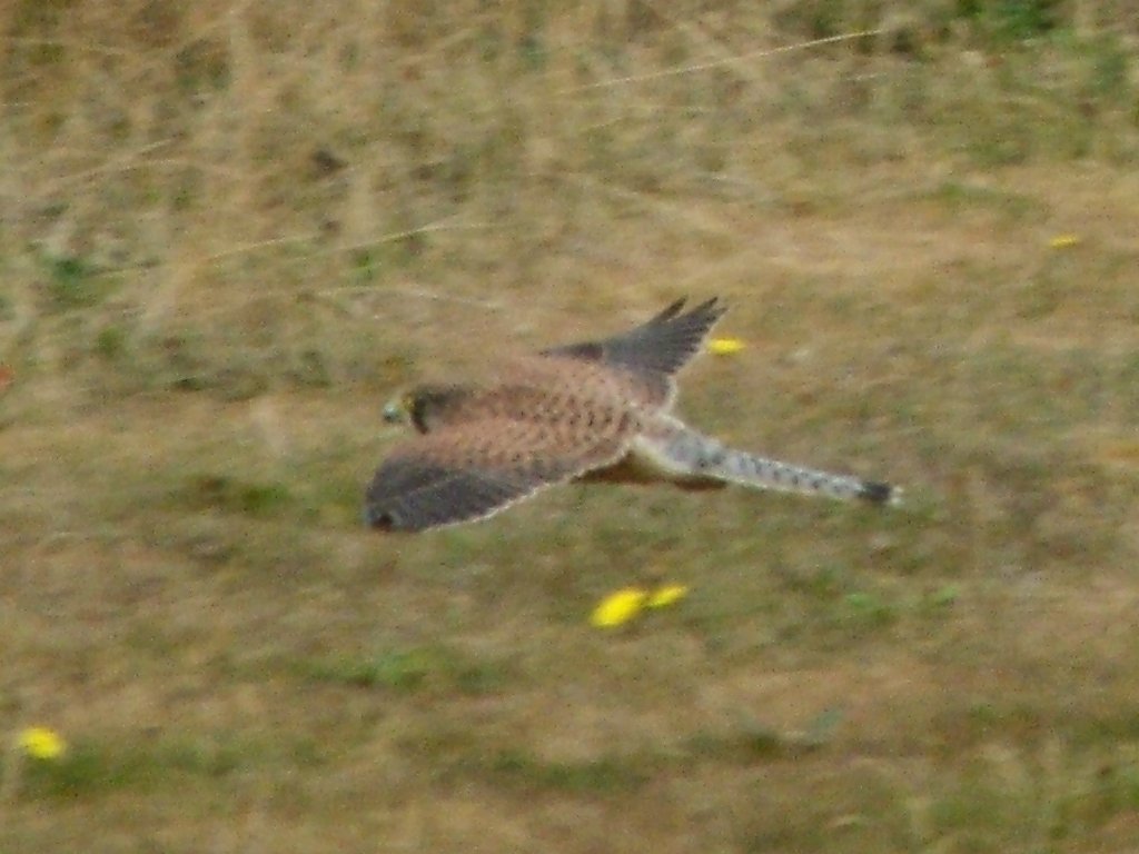 Click now to see this image full size.