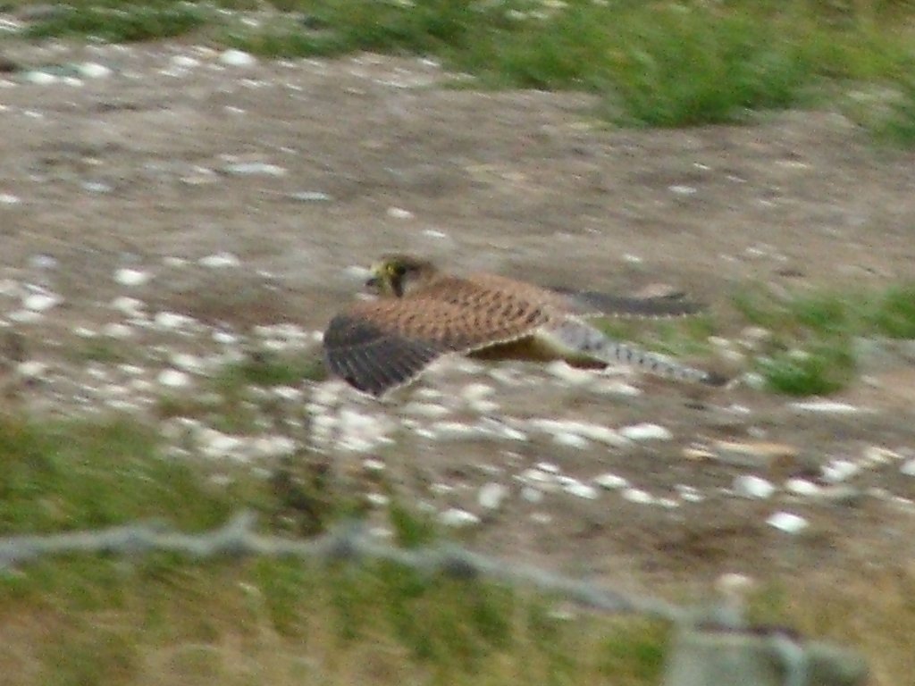 Click now to see this image full size.