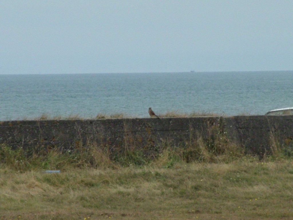 Click now to see this image full size.