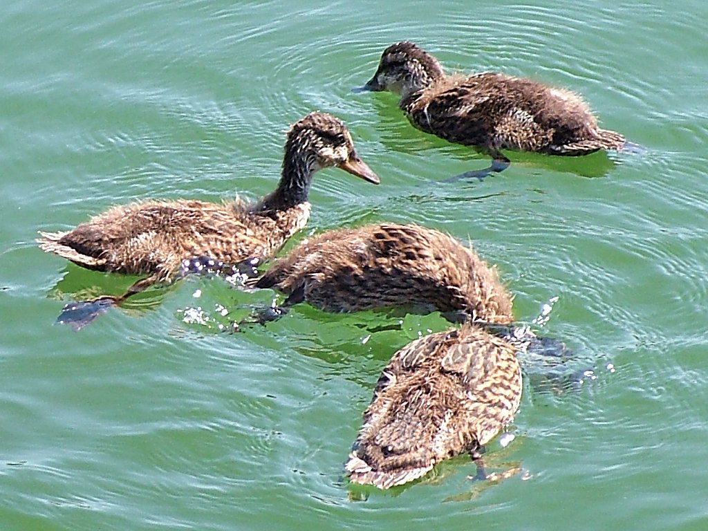 Click now to see this image full size.