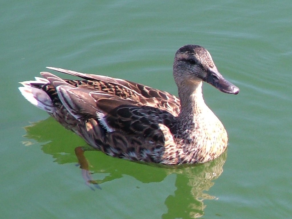 Click now to see this image full size.