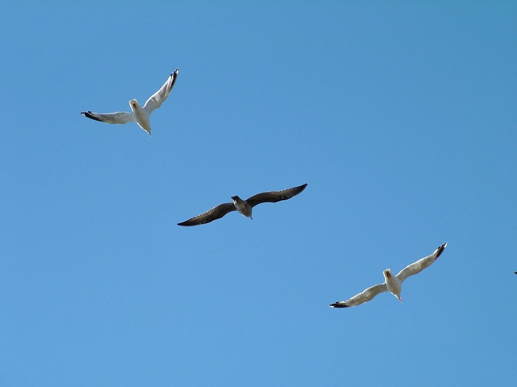 Click now to see this image full size.