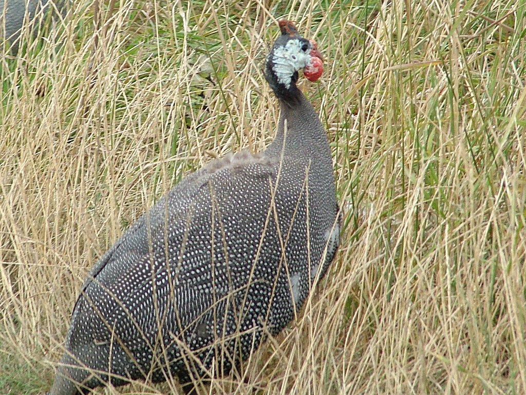 Click now to see this image full size.