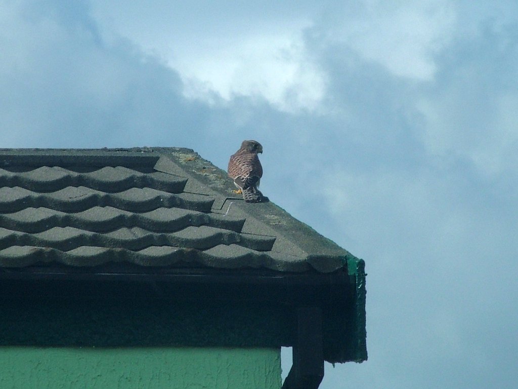 Click now to see this image full size.