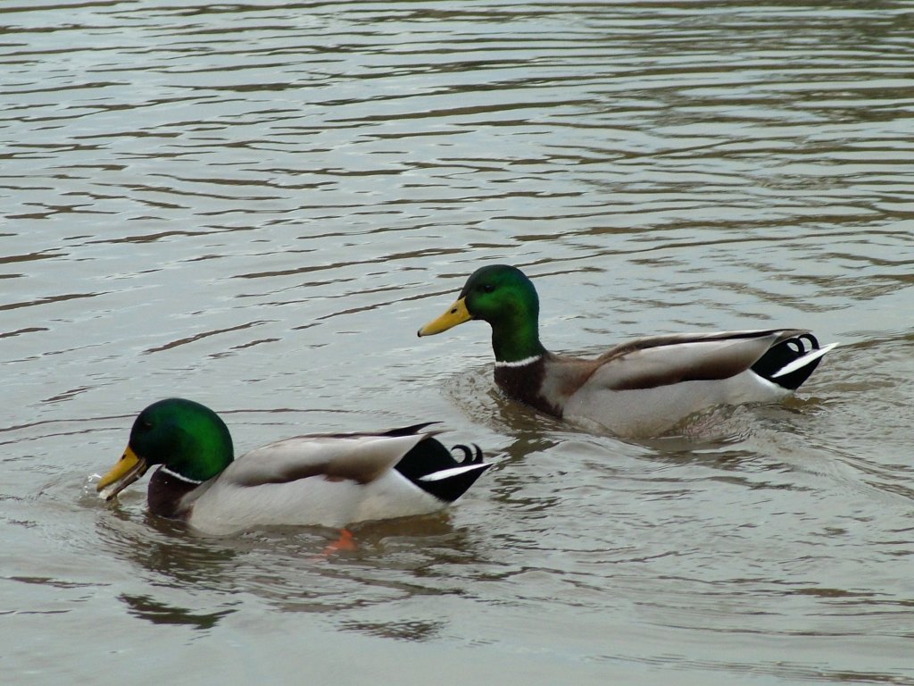 Click now to see this image full size.