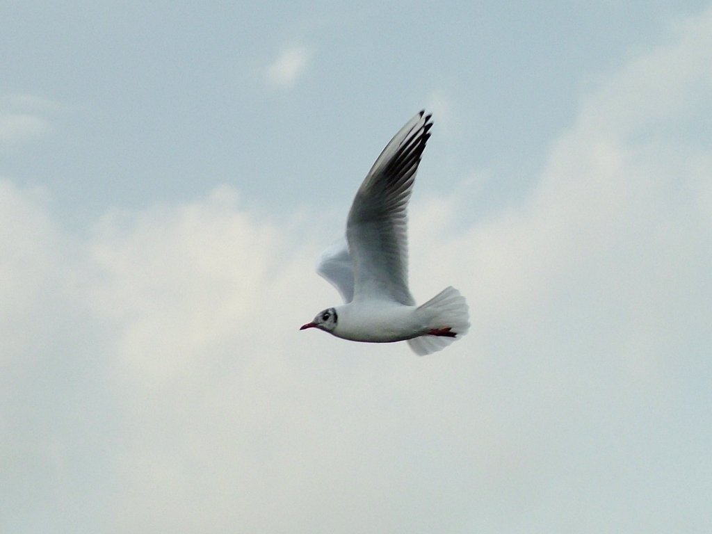 Click now to see this image full size.