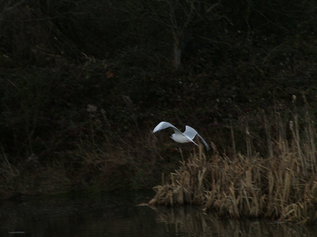 Click now to see this image full size.