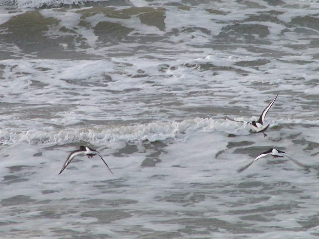 Click now to see this image full size.