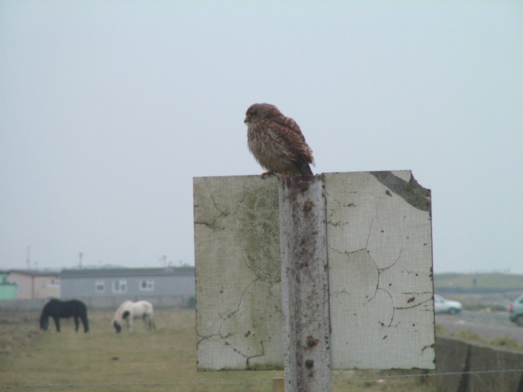 Click now to see this image full size.