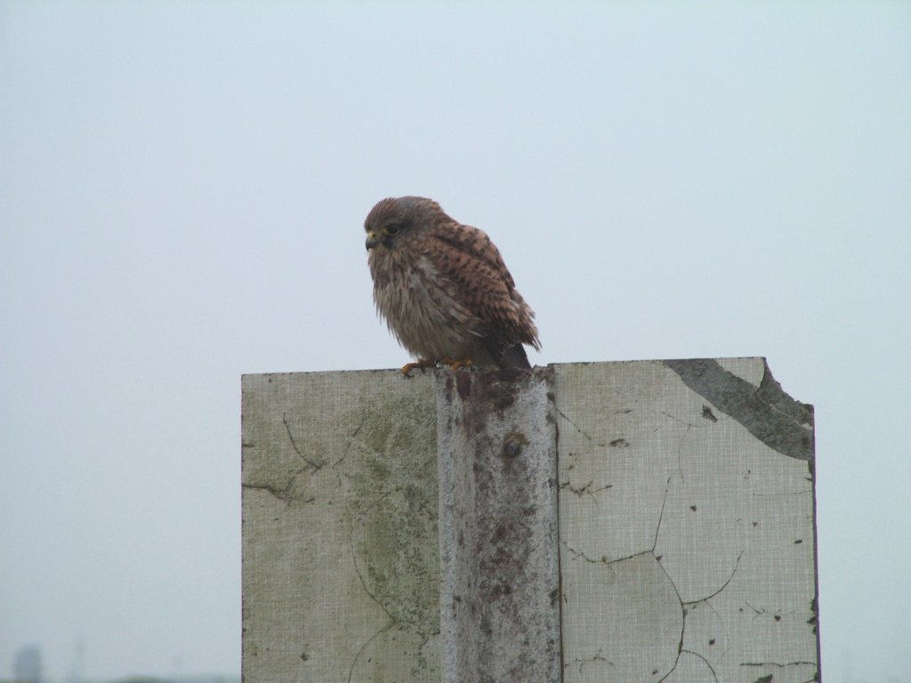 Click now to see this image full size.