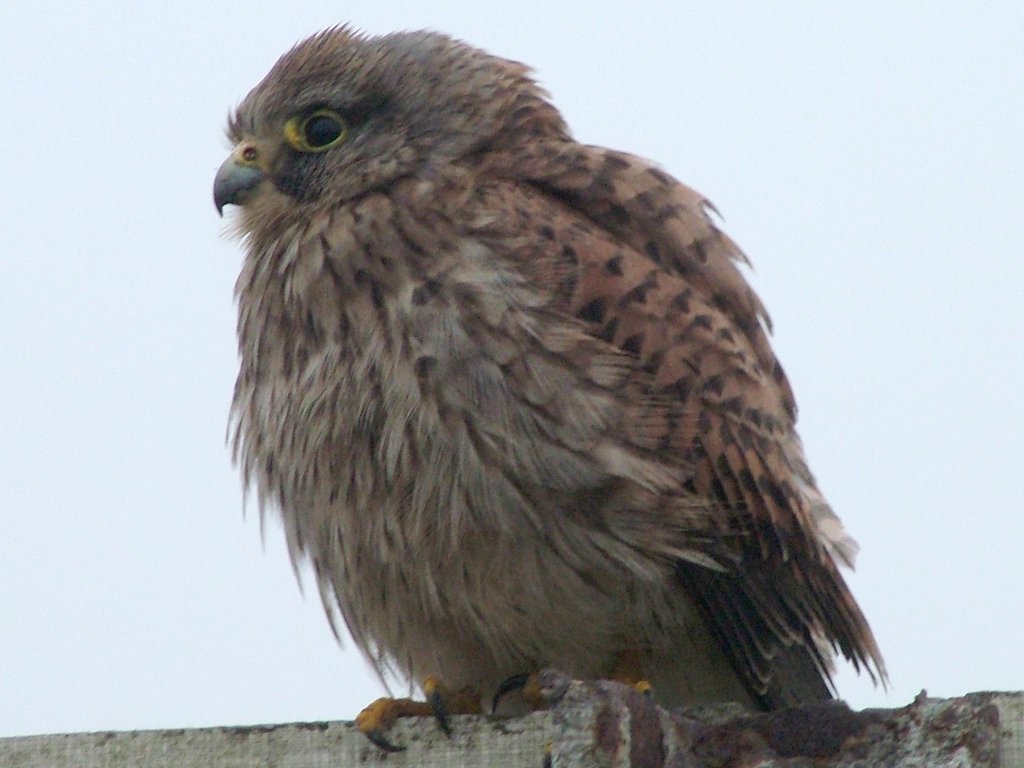 Click now to see this image full size.