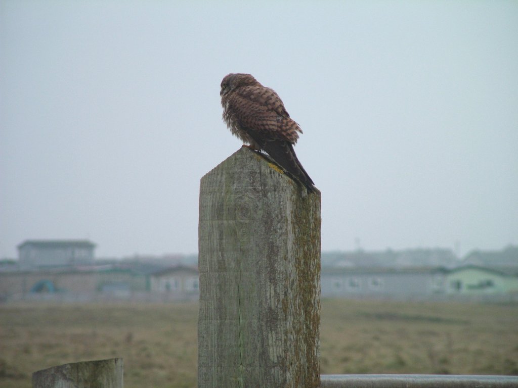 Click now to see this image full size.