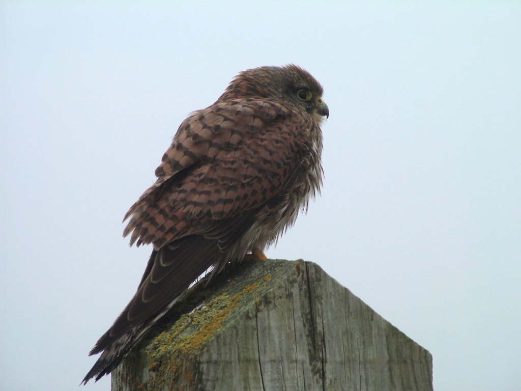 Click now to see this image full size.