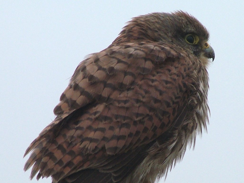 Click now to see this image full size.