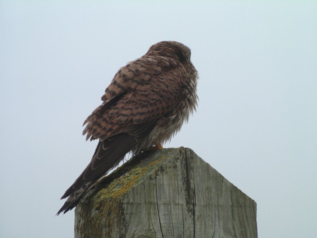 Click now to see this image full size.