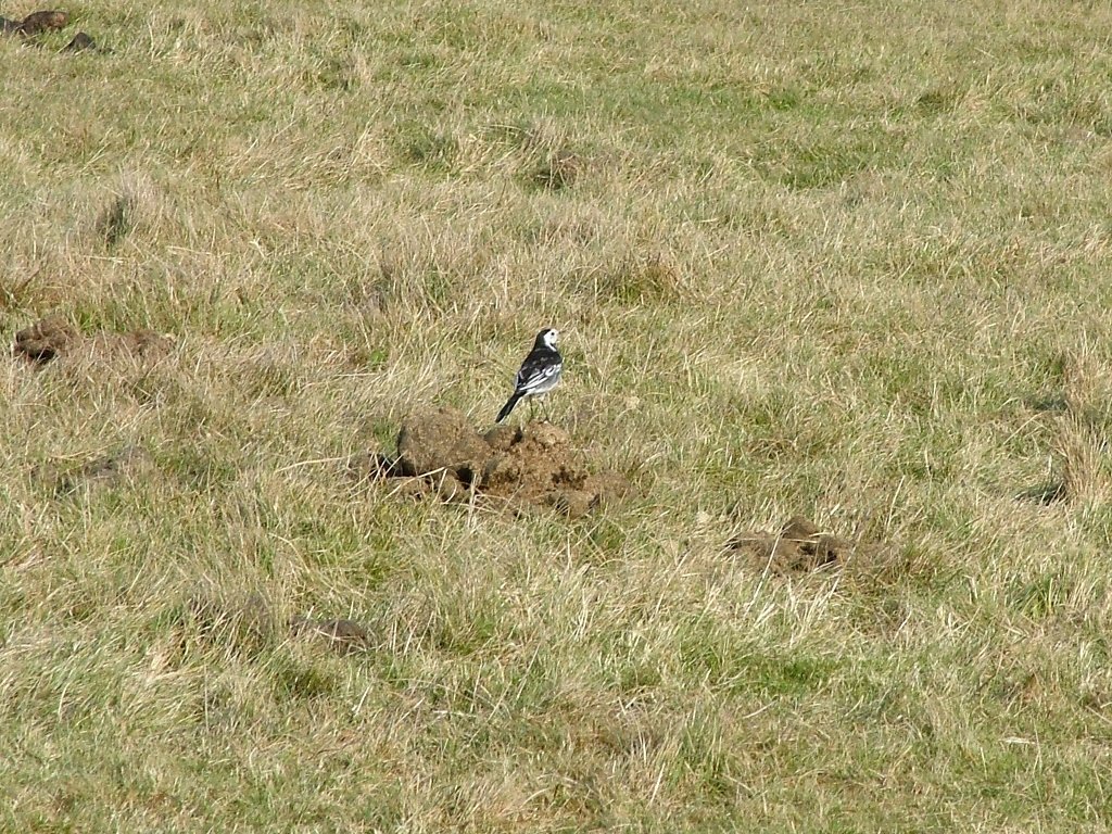 Click now to see this image full size.