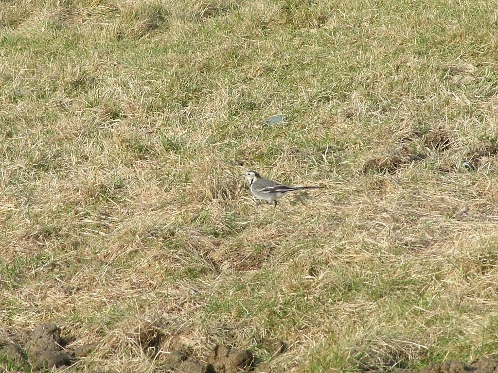 Click now to see this image full size.