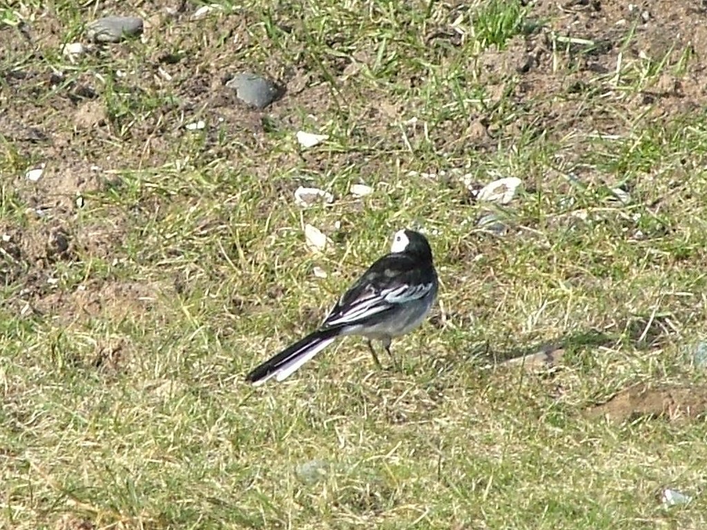 Click now to see this image full size.