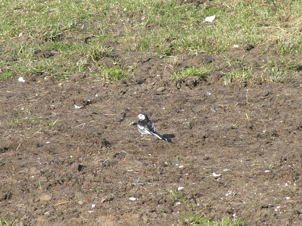 Click now to see this image full size.