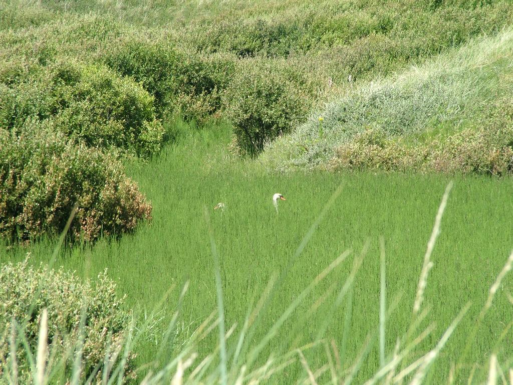 Click now to see this image full size.