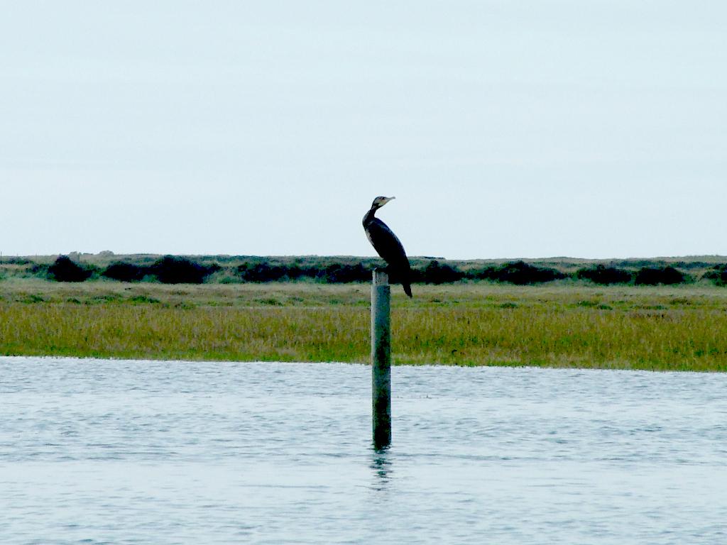 Click now to see this image full size.