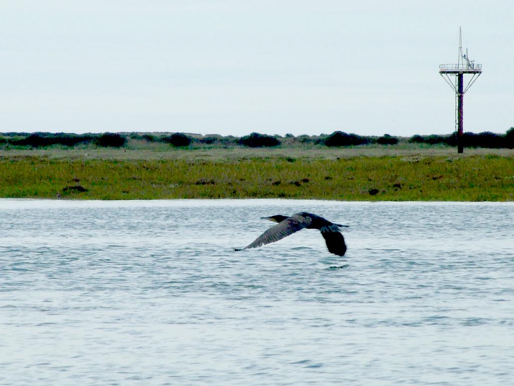 Click now to see this image full size.