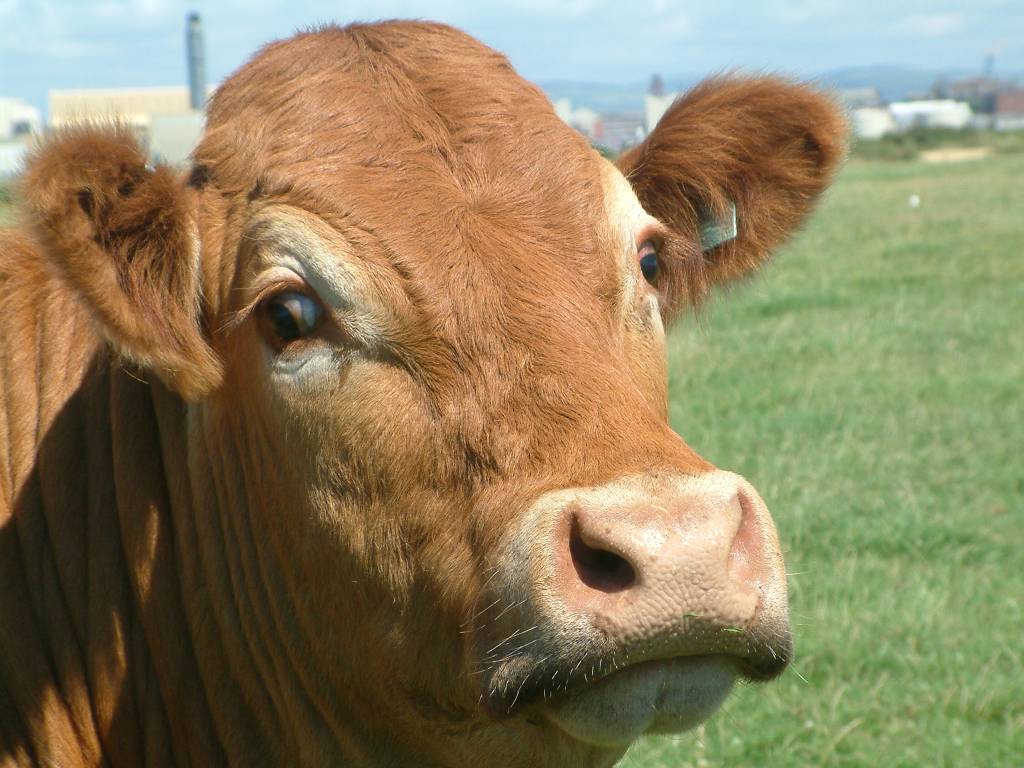 Click now to see this image full size.