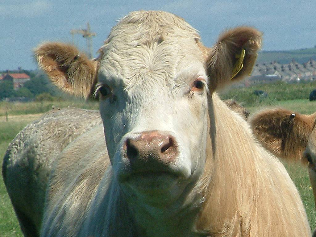 Click now to see this image full size.