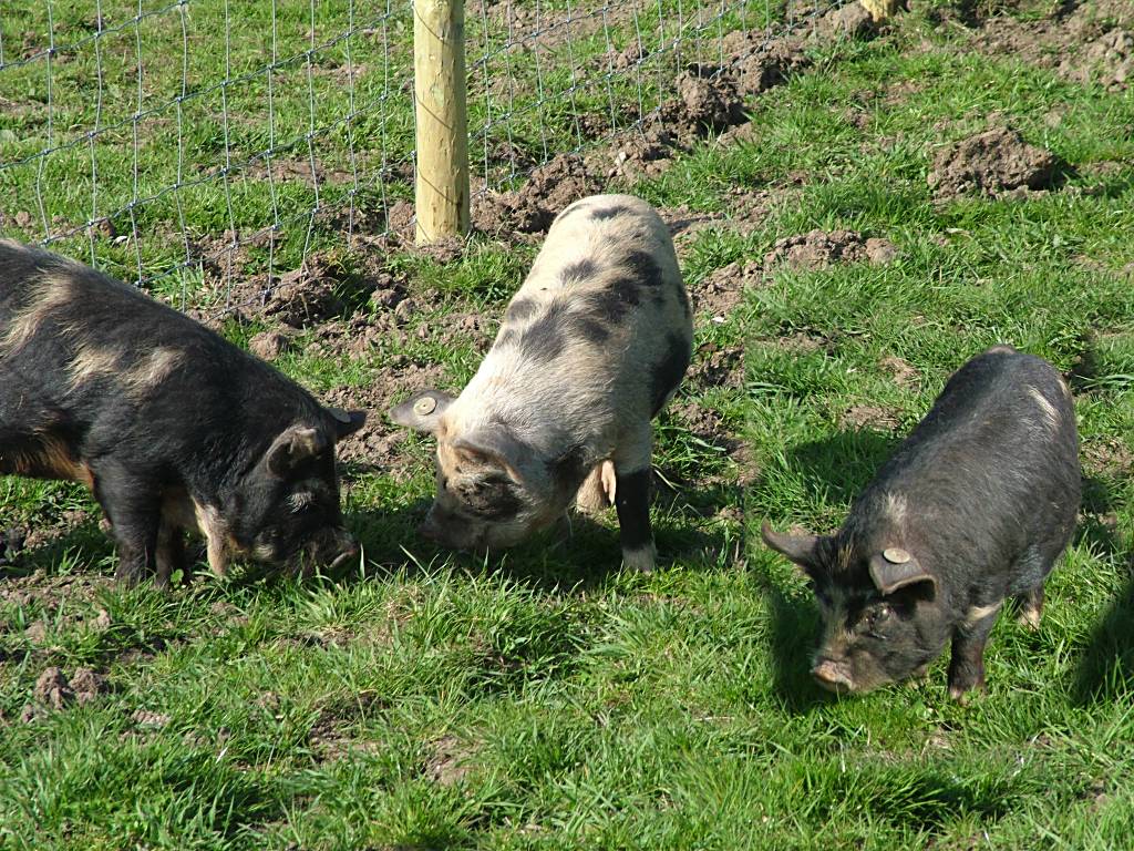 Click now to see this image full size.