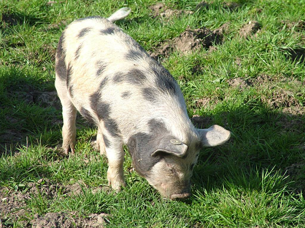 Click now to see this image full size.