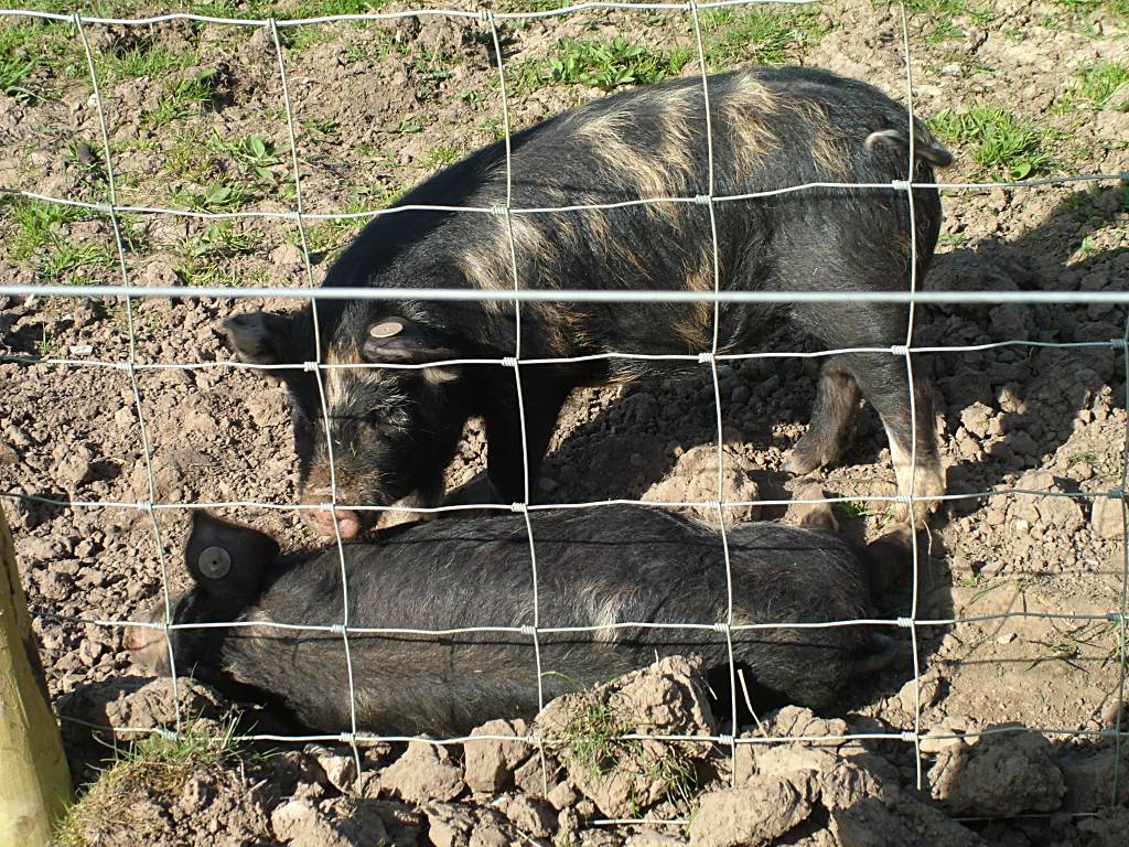 Click now to see this image full size.