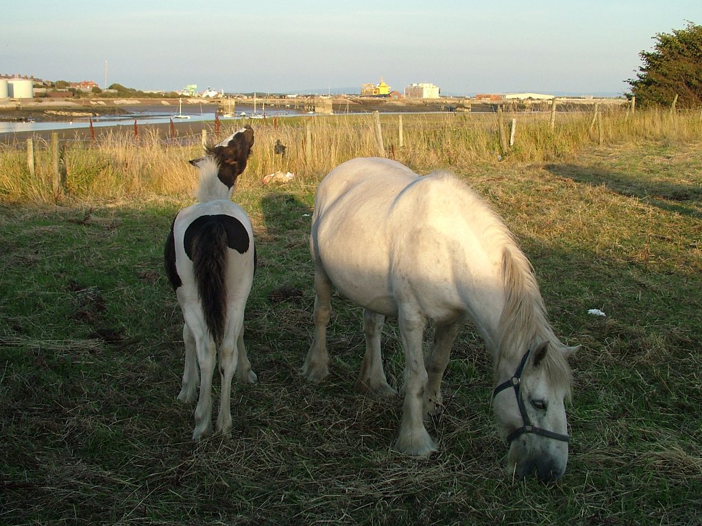 Click now to see this image full size.