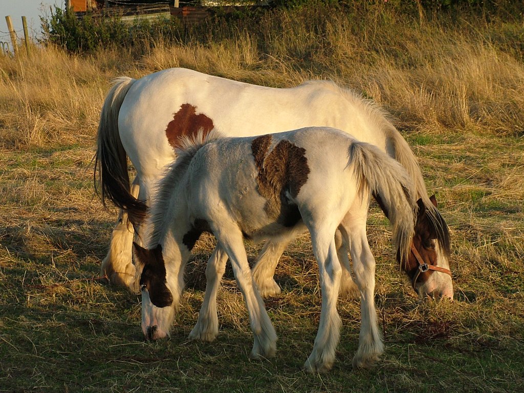 Click now to see this image full size.