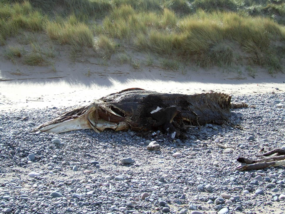 Click now to see this image full size.