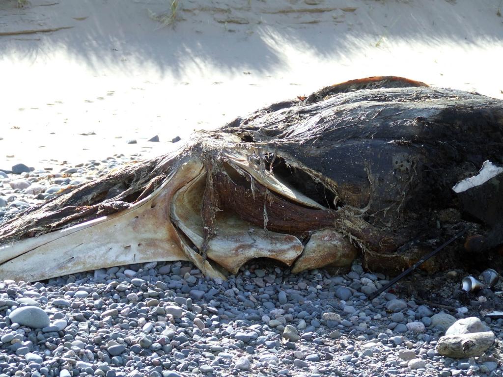 Click now to see this image full size.