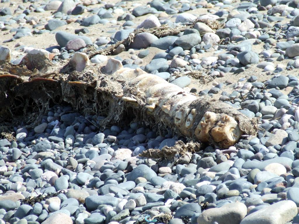 Click now to see this image full size.