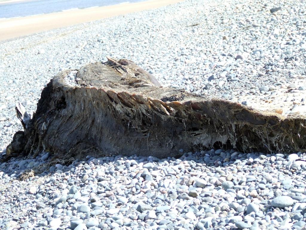 Click now to see this image full size.