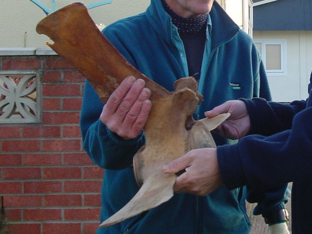 Click now to see this image full size.