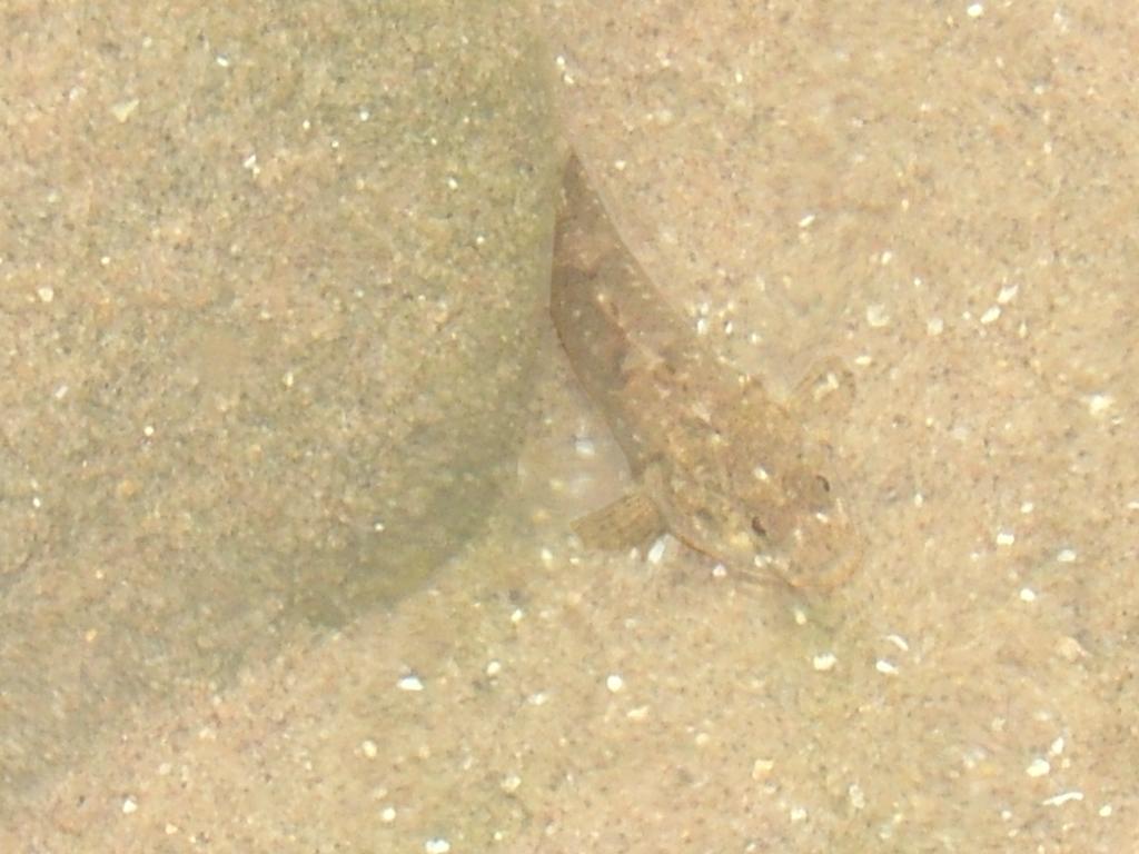 Click now to see this image full size.