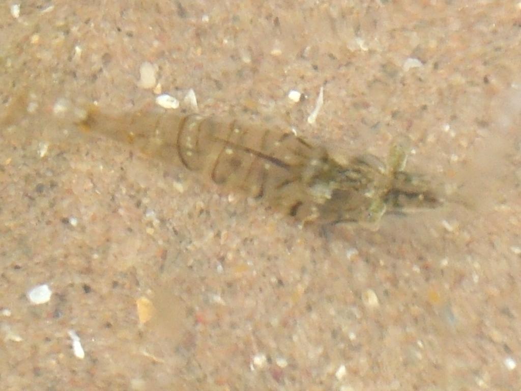 Click now to see this image full size.